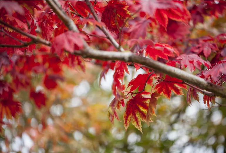 Acer japonicum 'Vitifolium'