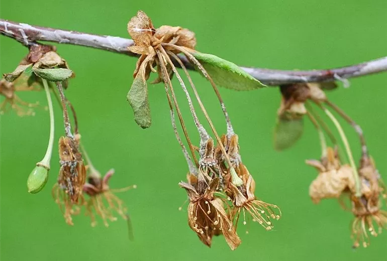 Monilia-Spitzendürre an Sauerkirsche