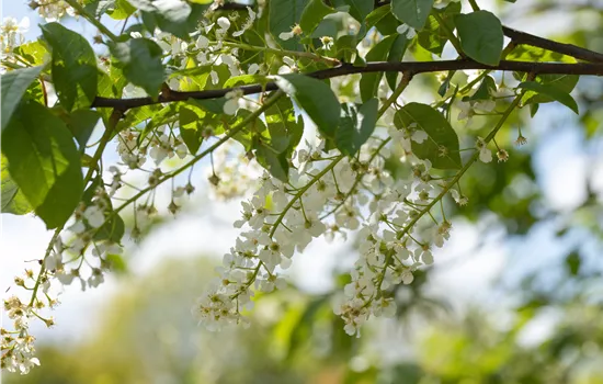 Einen stattlichen Kirschbaum im Garten anpflanzen und pflegen