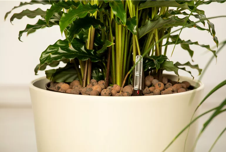 Hydrokultur - Kulturtopf