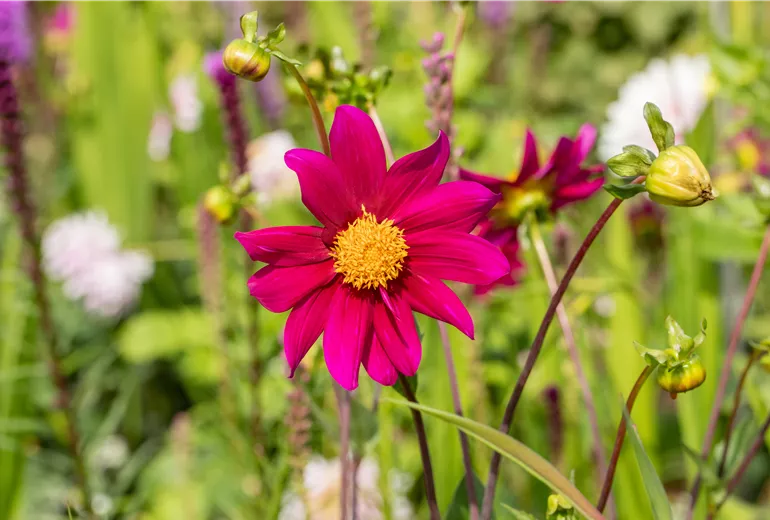 Dahlia Einfach blühend