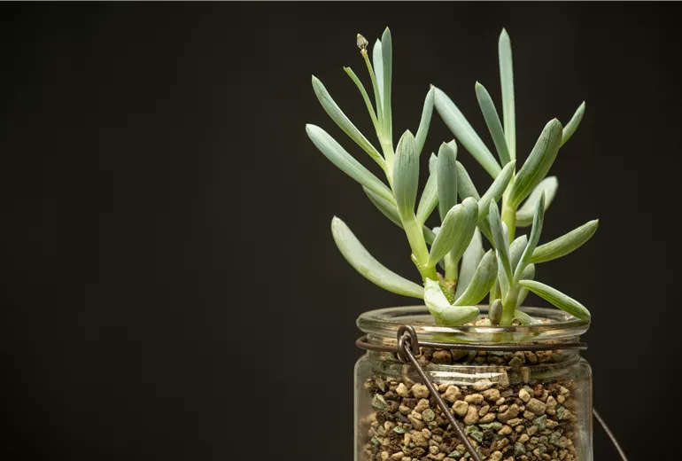 Sukkulente in Granulat