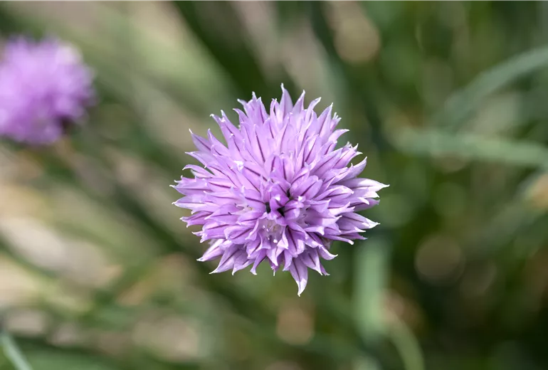 Allium schoenoprasum, violett