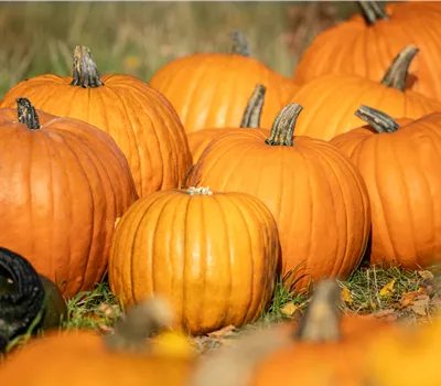Der Herbst ist die beste Zeit für leckere und hübsche Kürbisse