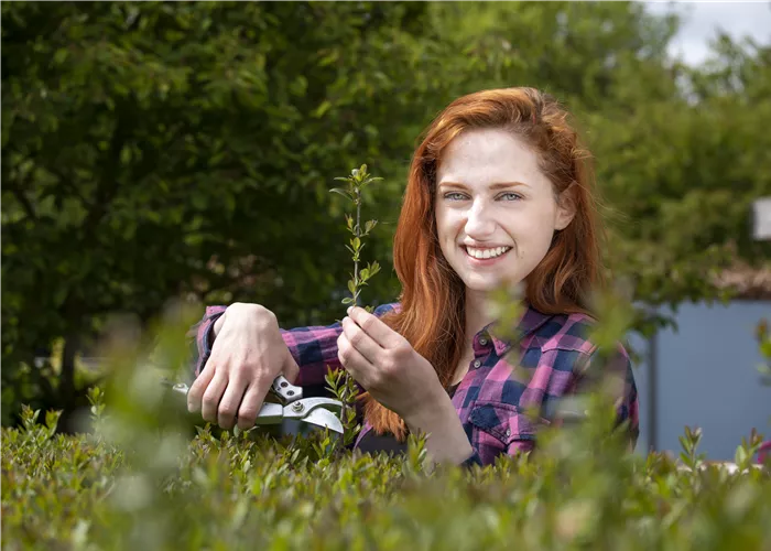 Schnipp, schnapp, Hecke ab! Heckenpflanzen schneiden im Sommer