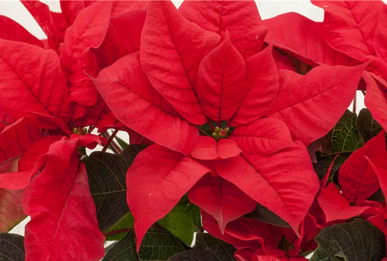 Euphorbia pulcherrima, rot