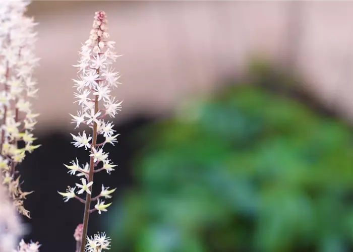 Schaumblüte - Einpflanzen im Garten
