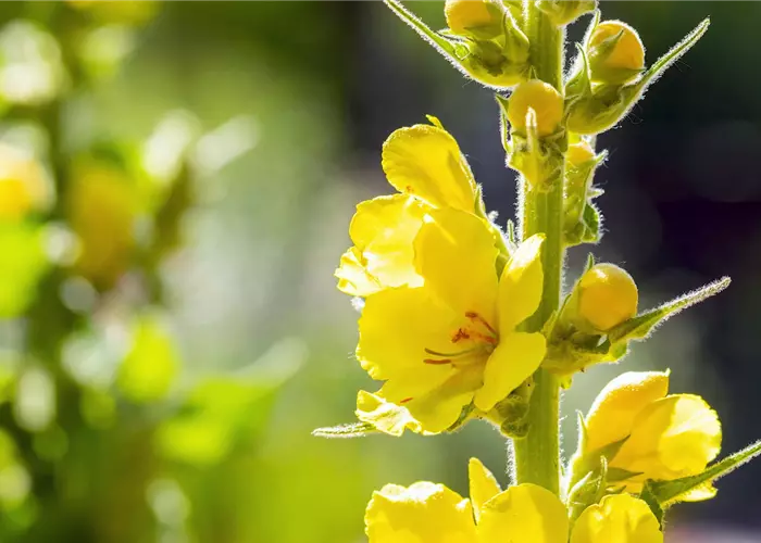Königskerze - Einpflanzen im Garten