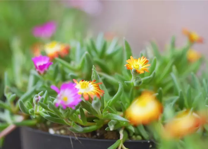 Mittagsblume - Einpflanzen im Garten