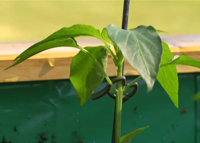 Gemüsepaprika - Einpflanzen im Hochbeet