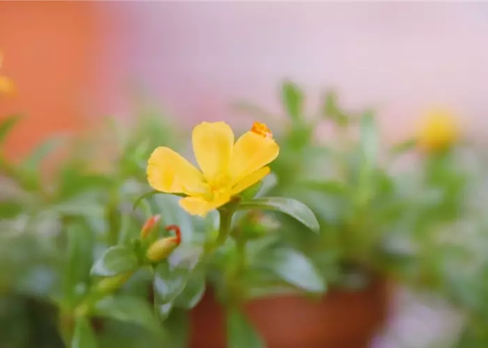 Portulakröschen - Einpflanzen im Garten