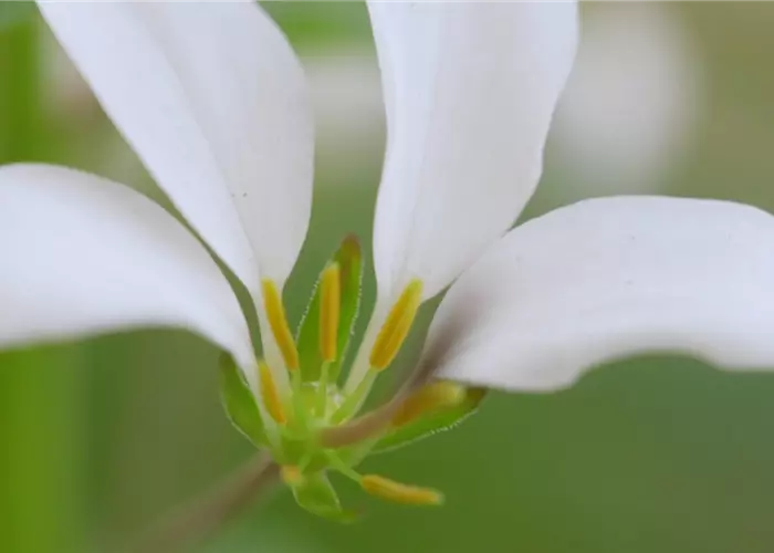 Spinnenblume - Einpflanzen im Garten