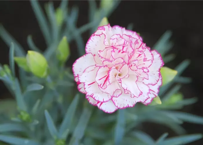 Landnelke - Einpflanzen im Garten
