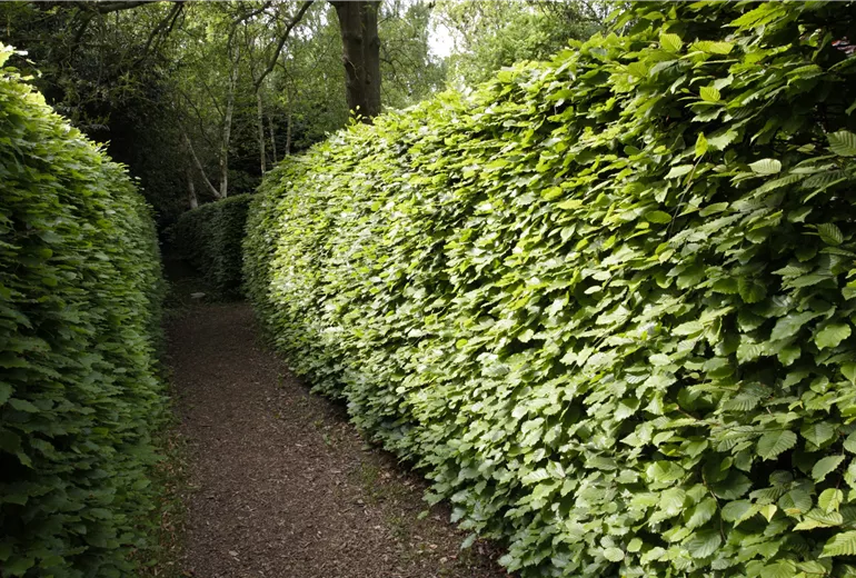 Hainbuchenhecke