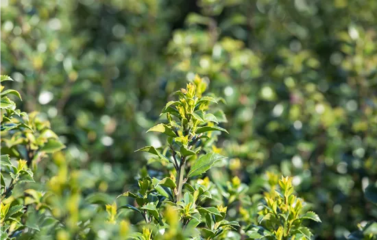 Immergrüne Laubgehölze für einzigartige Hecken und Gärten