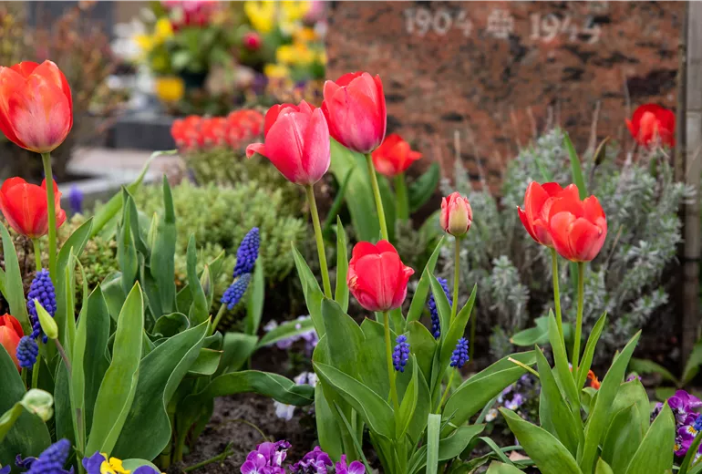 Grabgestaltung - Bepflanzung