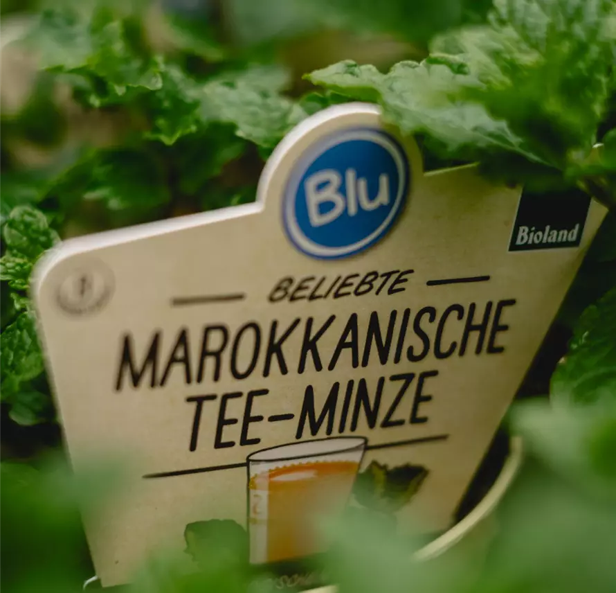 6 - Blumenwiese Eckert-6.jpg 6 - Blumenwiese Eckert-6.jpg