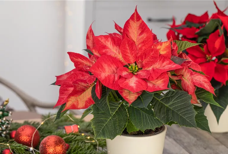 Euphorbia pulcherrima 'Christmas Beauty Princess'