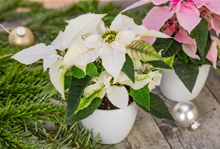 Euphorbia pulcherrima 'Princettia'®