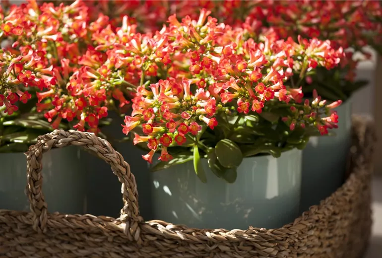 Kalanchoe