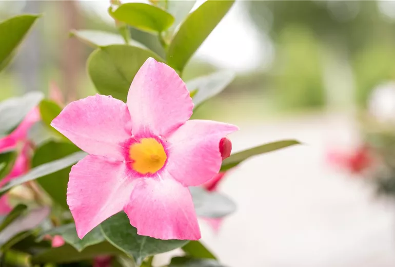 Mandevilla