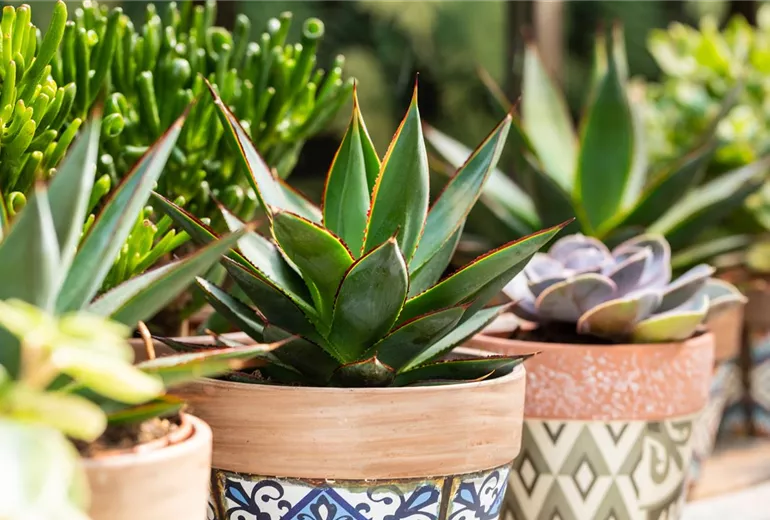 Agave lophantha 'Shaka Zulu'