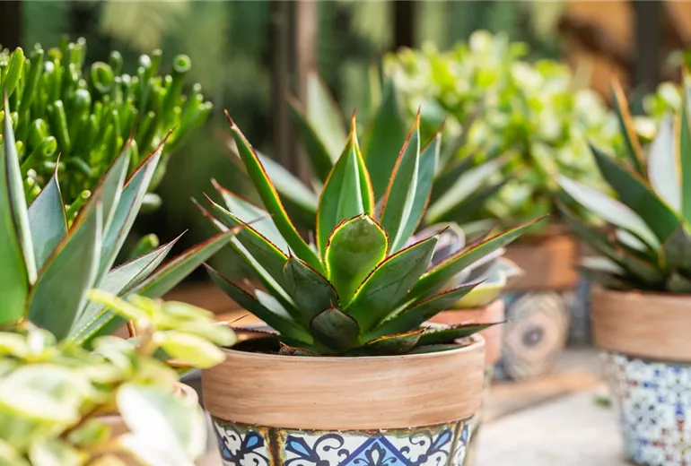 Agave lophantha 'Shaka Zulu'