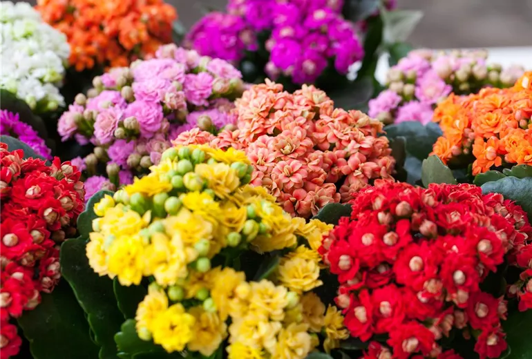 Kalanchoe blossfeldiana 'Rosalina'®