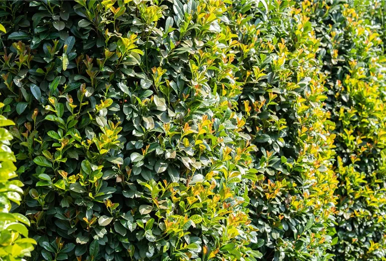 Prunus laurocerasus 'Etna'®