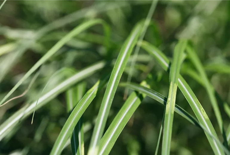 Miscanthus sinensis