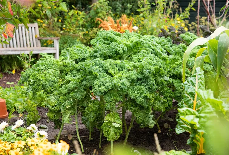 Brassica oleracea var. sabellica