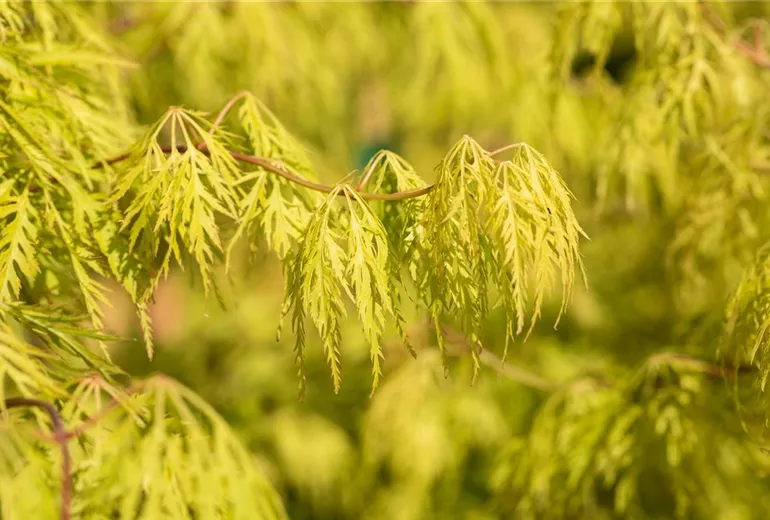 Acer palmatum 'Dissectum'