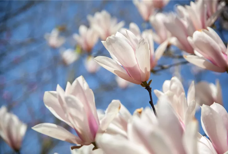 Magnolia x soulangiana