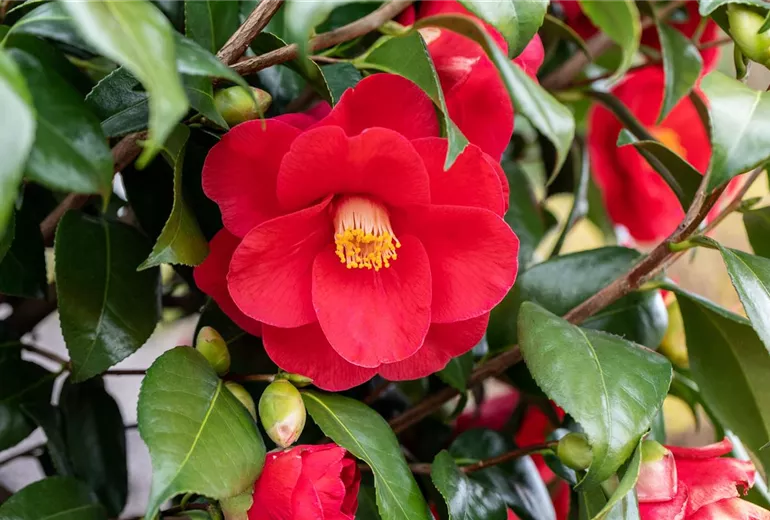 Camellia japonica, rot