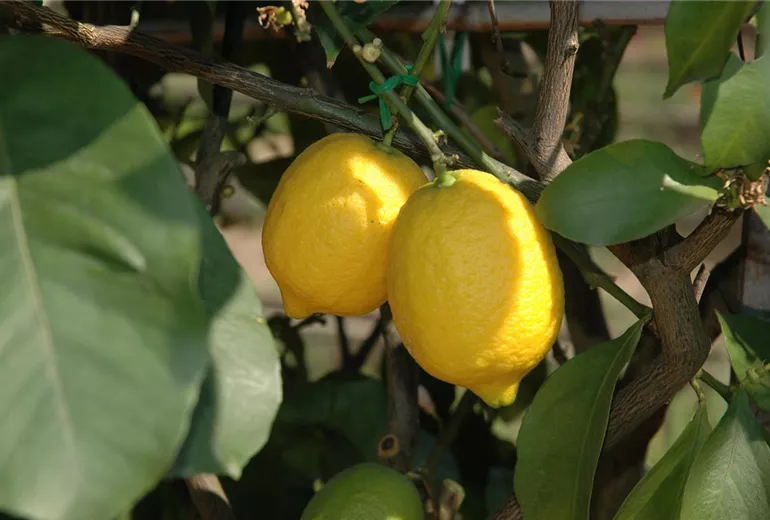 Citrus limon
