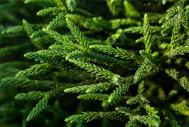 Cryptomeria japonica 'Little Champion'