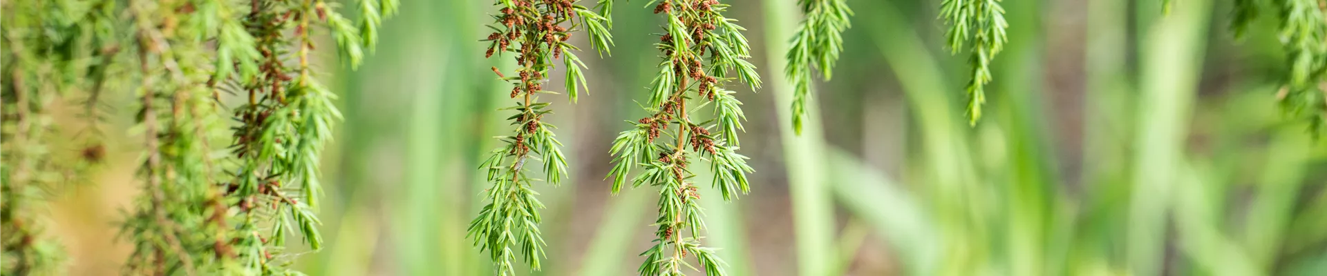 Juniperus communis 'Horstmann'