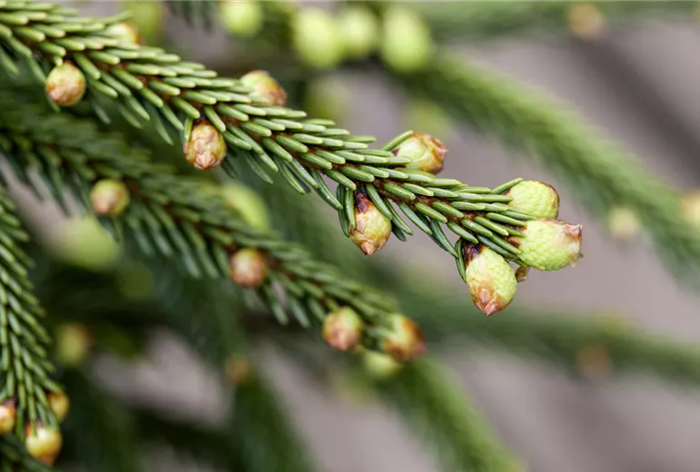 Picea orientalis 'Aureospicata'