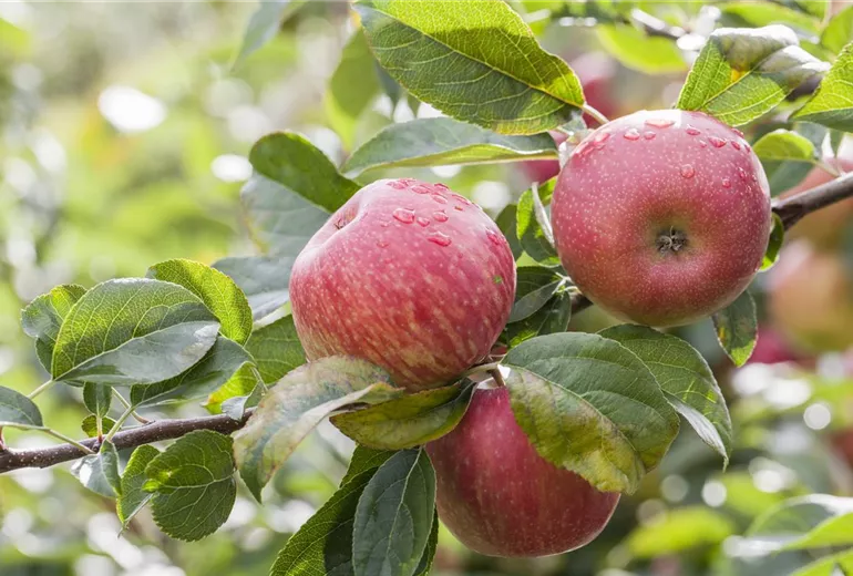 Malus domestica 'Honeycrisp'