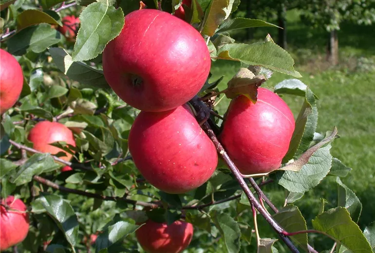 Malus domestica 'Topaz'(s)
