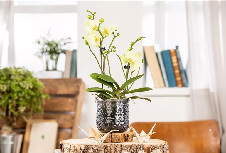 Phalaenopsis multiflora, gelb