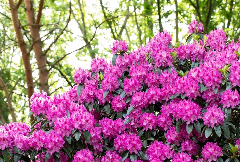 Rhododendron 'Rossellini'