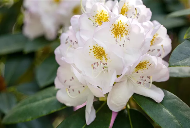 Rhododendron 'Madame Carvalho'