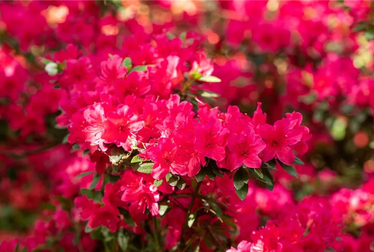 Rhododendron obtusum 'Wildenstein'
