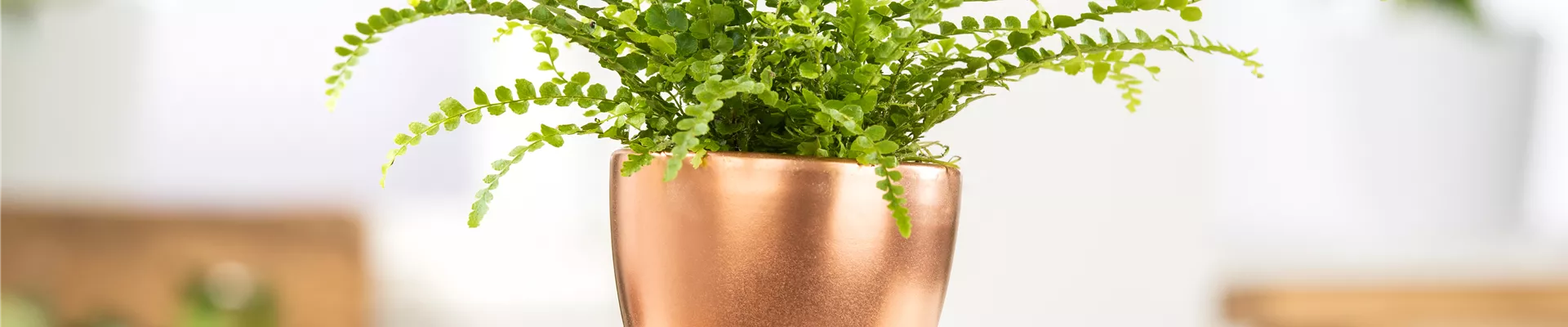 Nephrolepis exaltata 'Bostoniensis'