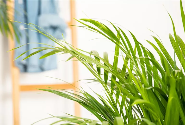 Chrysalidocarpus lutescens