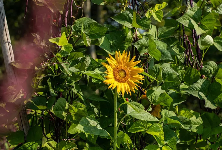 Helianthus annuus