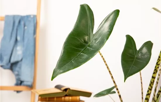 Zimmerpflanzen pflegen für die Gesundheit der Mitbewohner