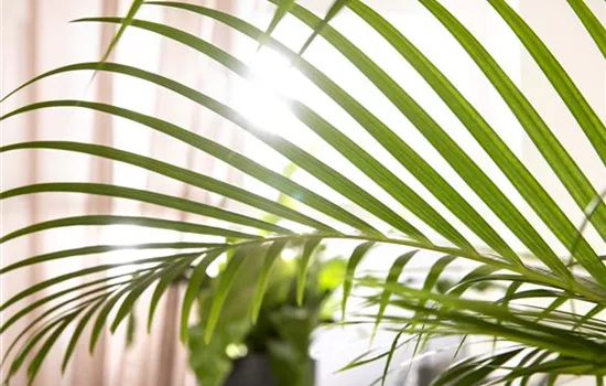 Zimmerpflanzen schneiden – Ist das wirklich notwendig?