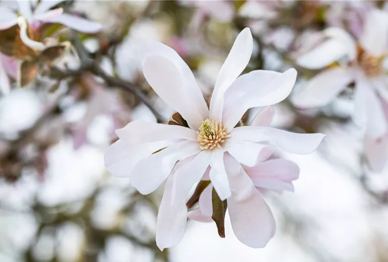 Magnolia x loebneri 'Leonard Messel'
